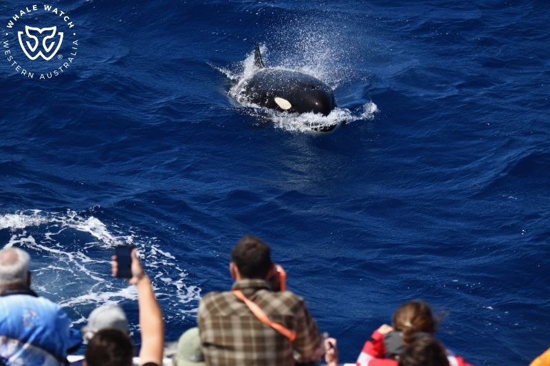 Whale Watch Western Australia