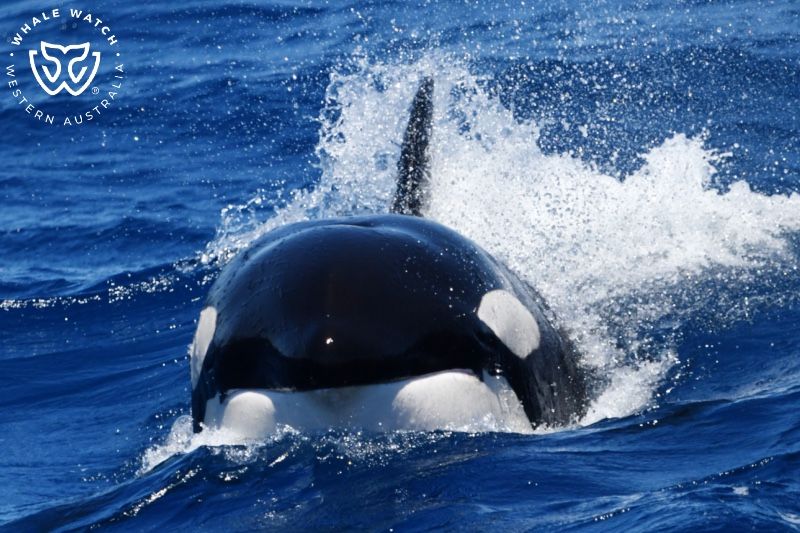 Whale Watch Western Australia