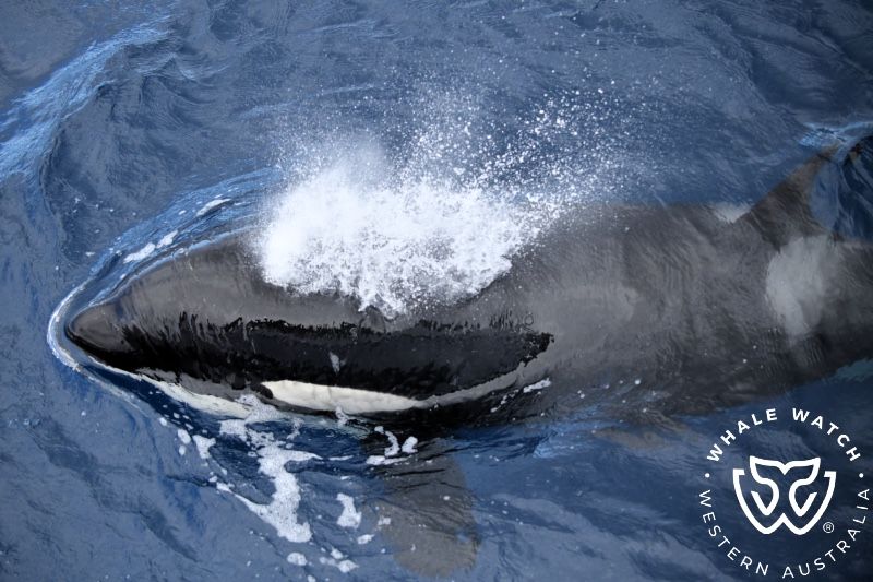 Whale Watch Western Australia