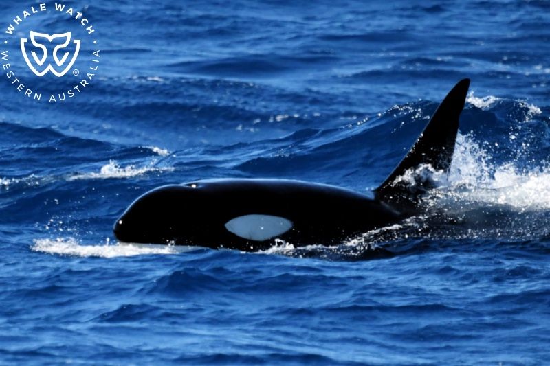 Whale Watch Western Australia