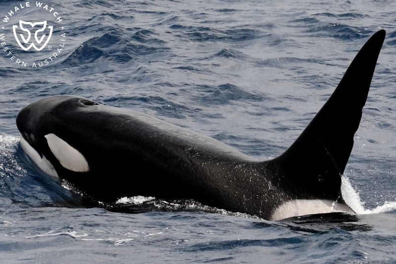 Whale Watch Western Australia