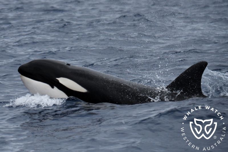 Whale Watch Western Australia