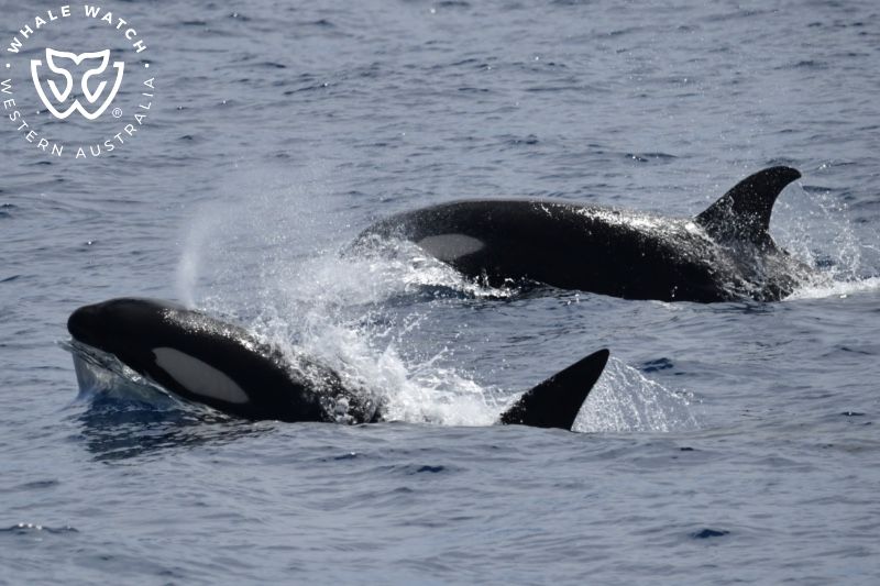 Whale Watch Western Australia