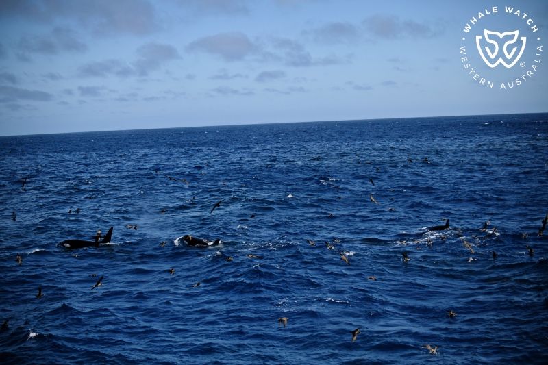 Whale Watch Western Australia