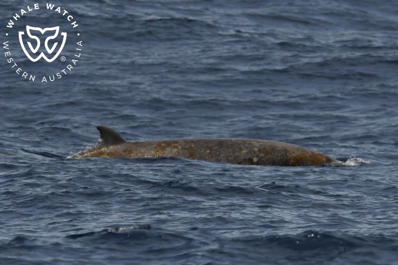 Whale Watch Western Australia