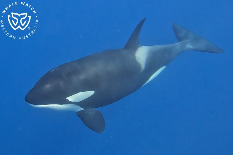 Whale Watch Western Australia