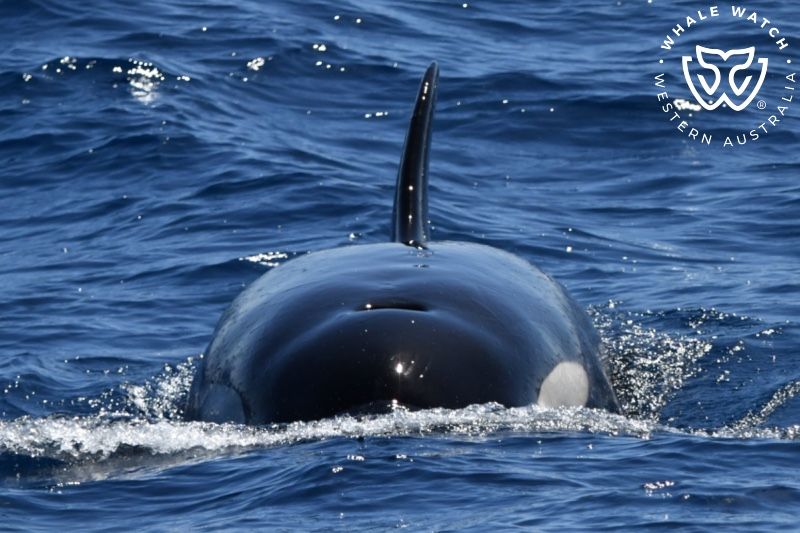 Whale Watch Western Australia