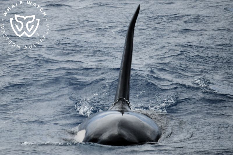 Whale Watch Western Australia