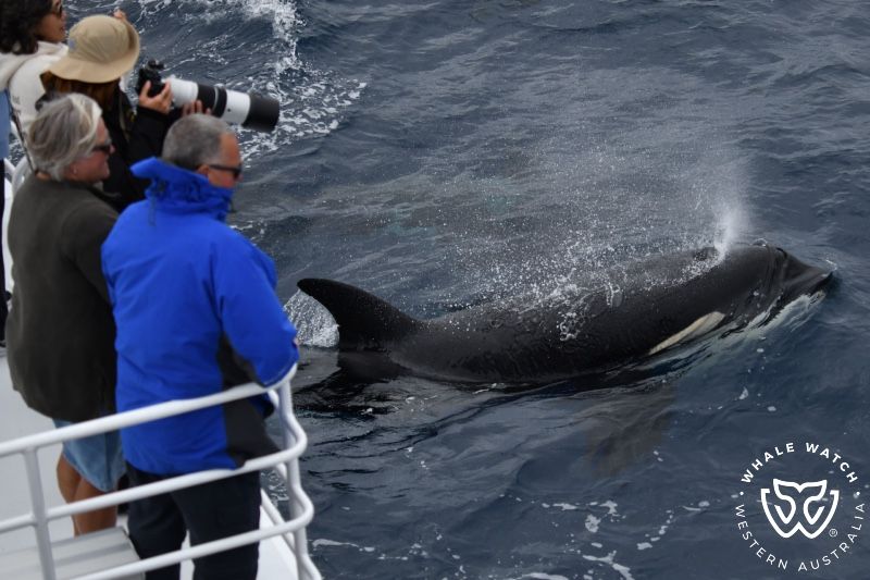 Whale Watch Western Australia