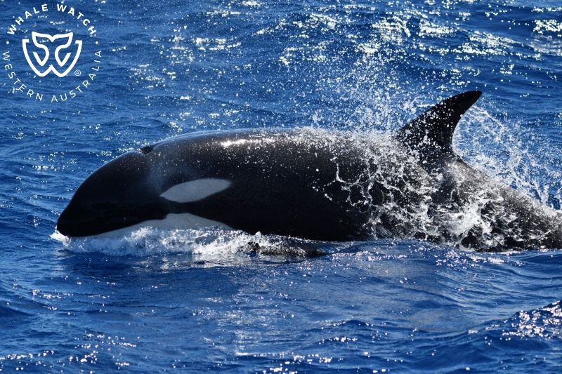 Whale Watch Western Australia