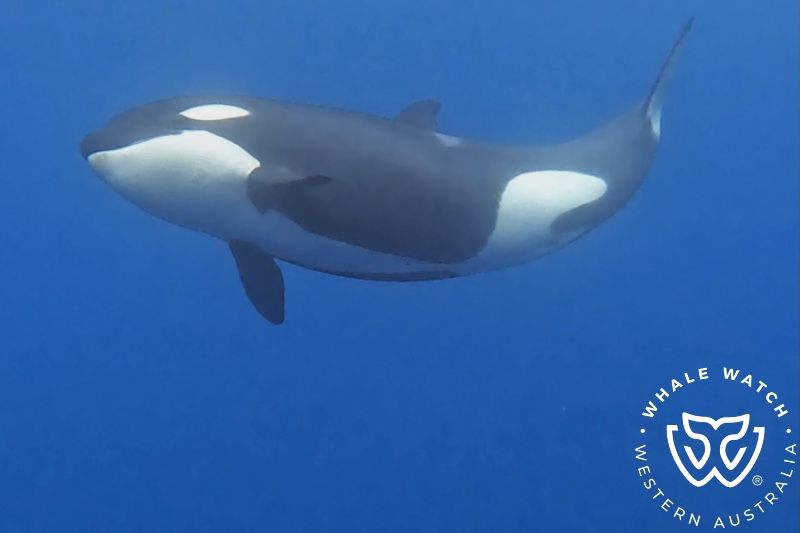 Whale Watch Western Australia