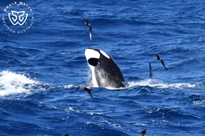 Whale Watch Western Australia