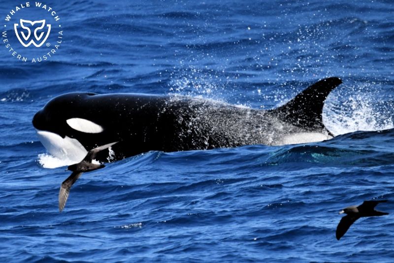 Whale Watch Western Australia