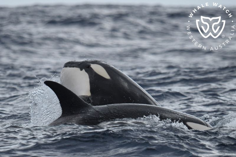 Whale Watch Western Australia