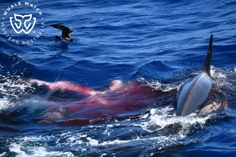 Whale Watch Western Australia