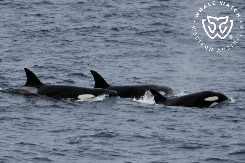 Whale Watch Western Australia