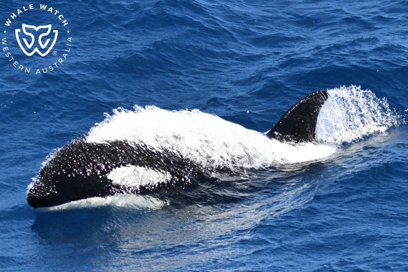Whale Watch Western Australia