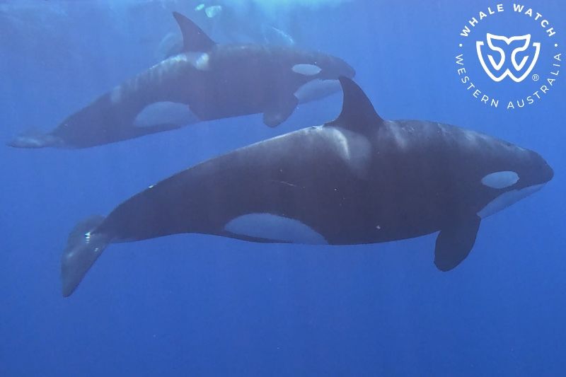 Whale Watch Western Australia