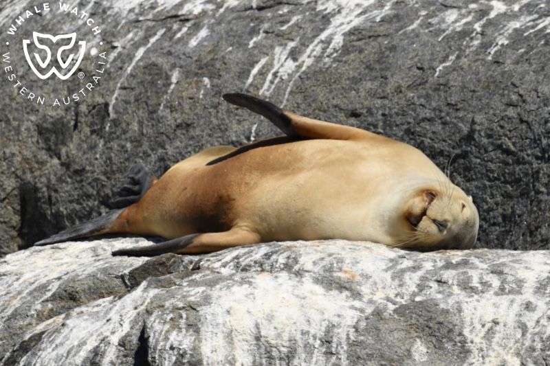 Whale Watch Western Australia