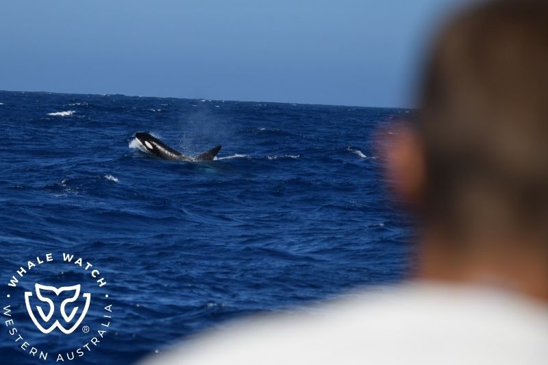 Whale Watch Western Australia