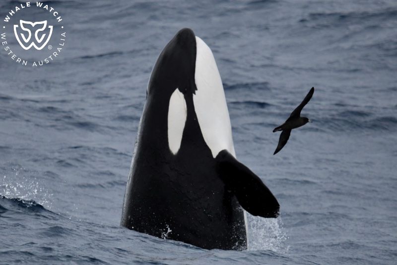 Whale Watch Western Australia