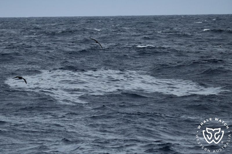 Whale Watch Western Australia