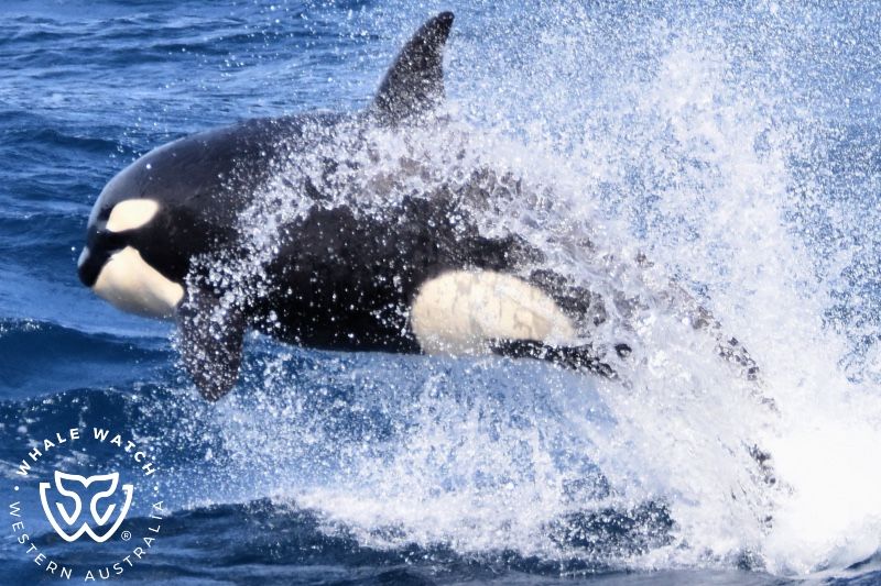 Whale Watch Western Australia