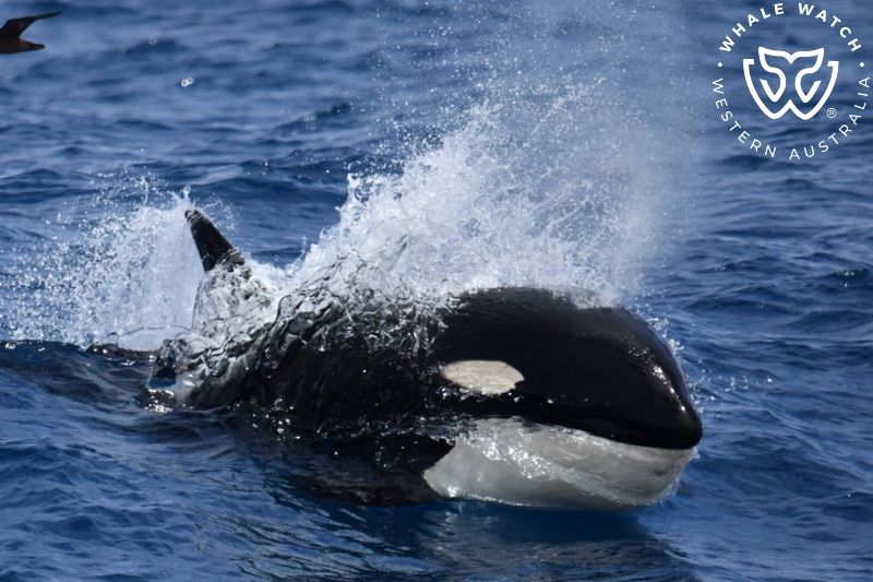 Whale Watch Western Australia