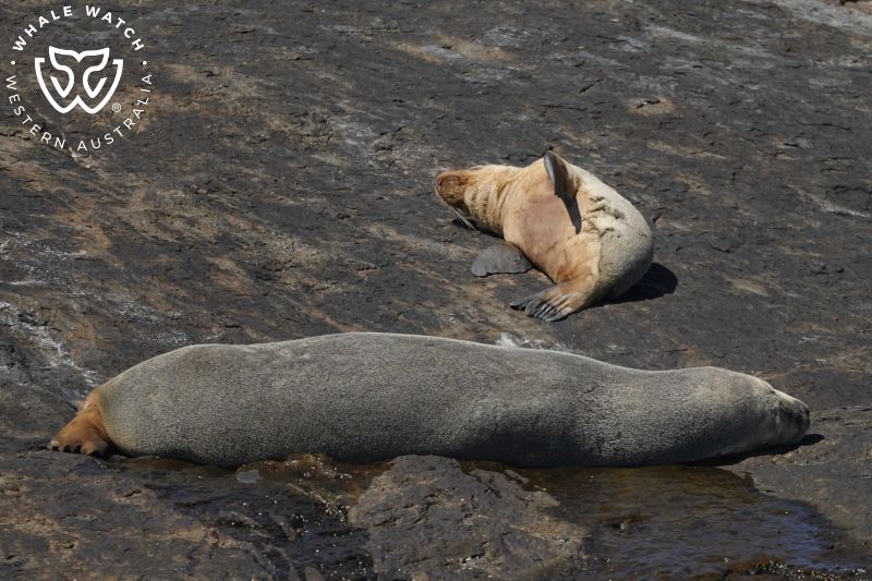Whale Watch Western Australia