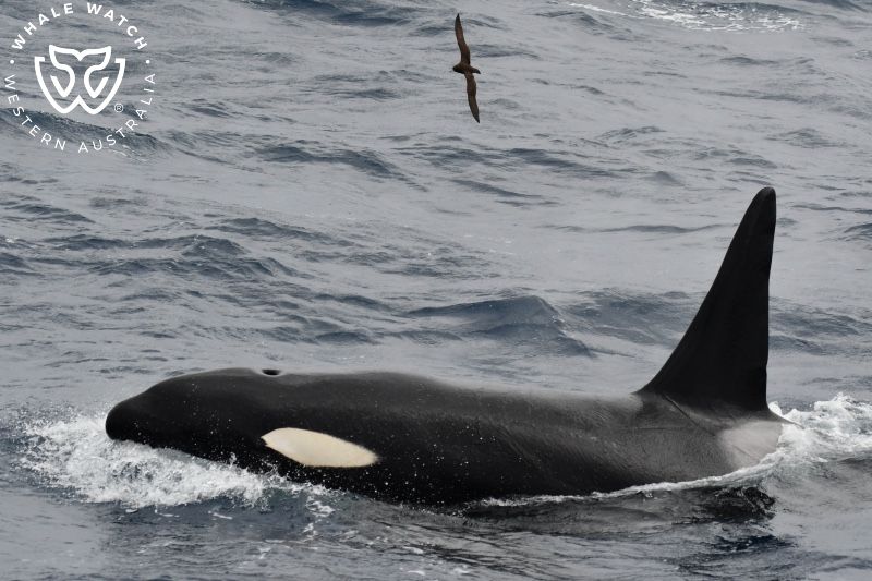 Whale Watch Western Australia