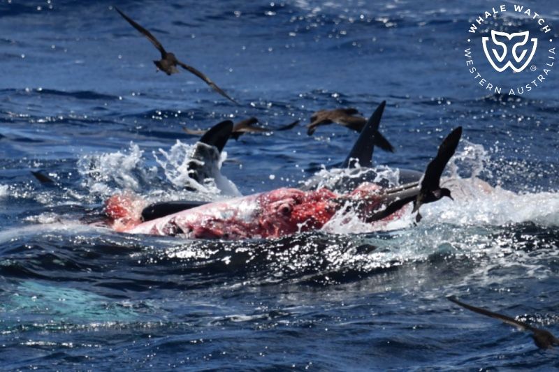 Whale Watch Western Australia