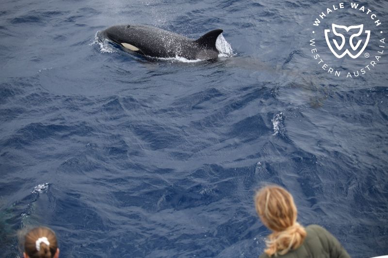Whale Watch Western Australia