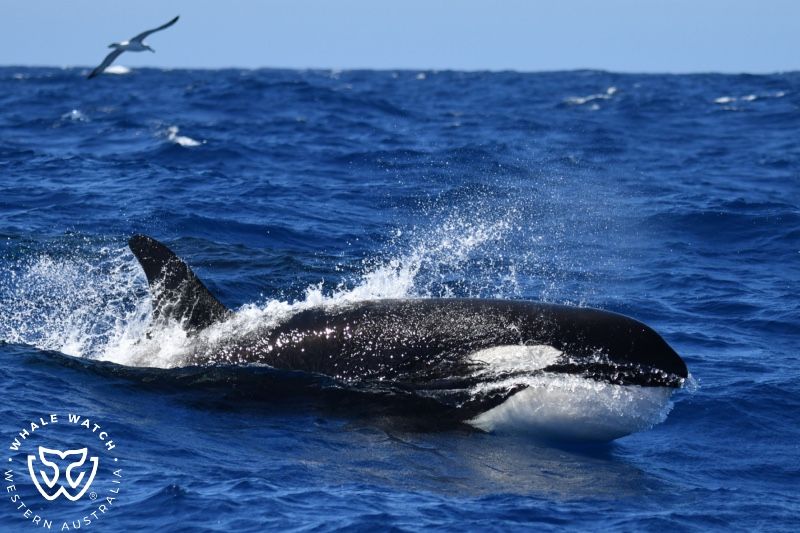 Whale Watch Western Australia