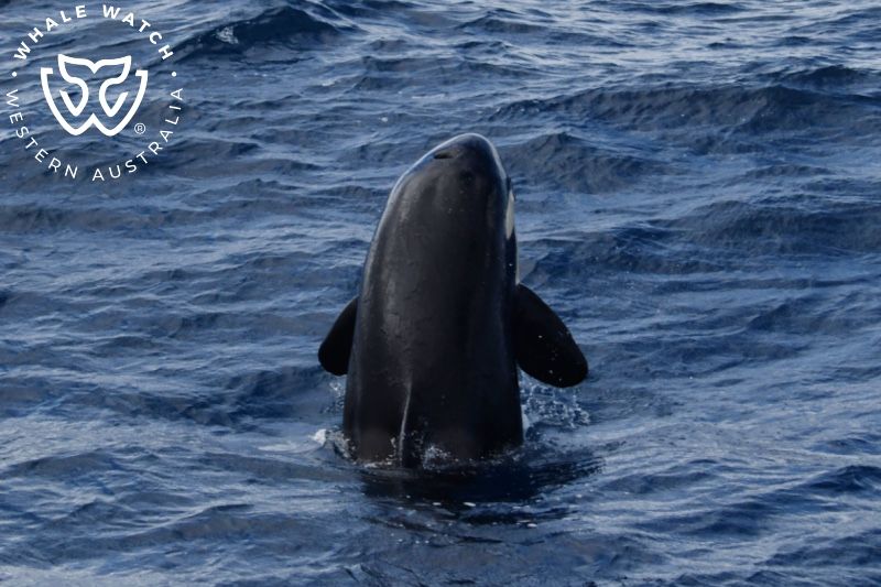 Whale Watch Western Australia