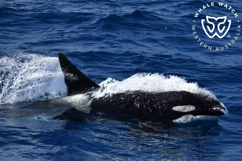 Whale Watch Western Australia