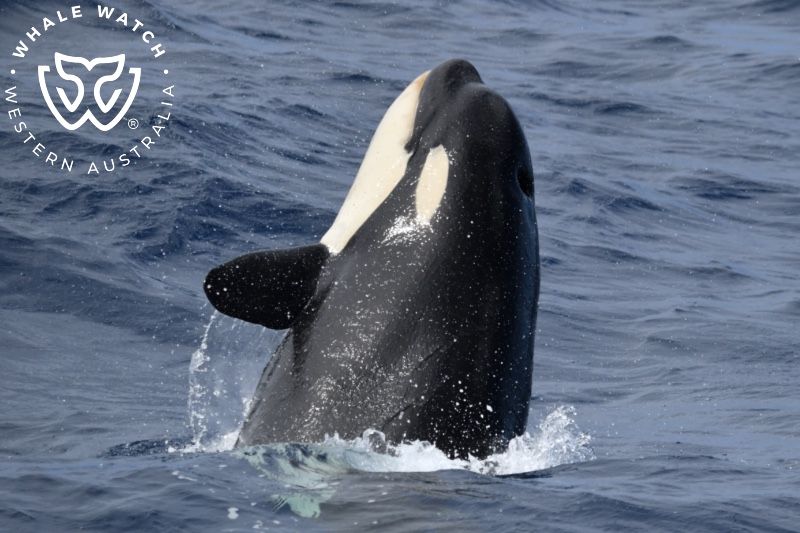 Whale Watch Western Australia