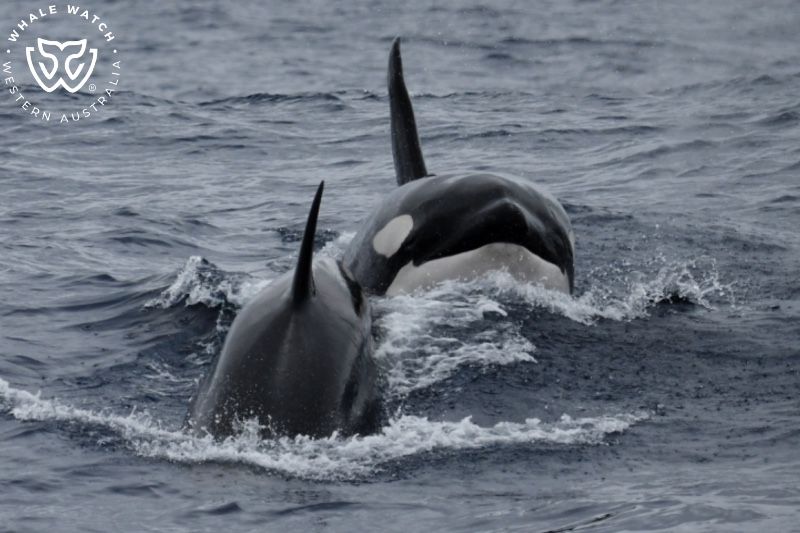 Whale Watch Western Australia
