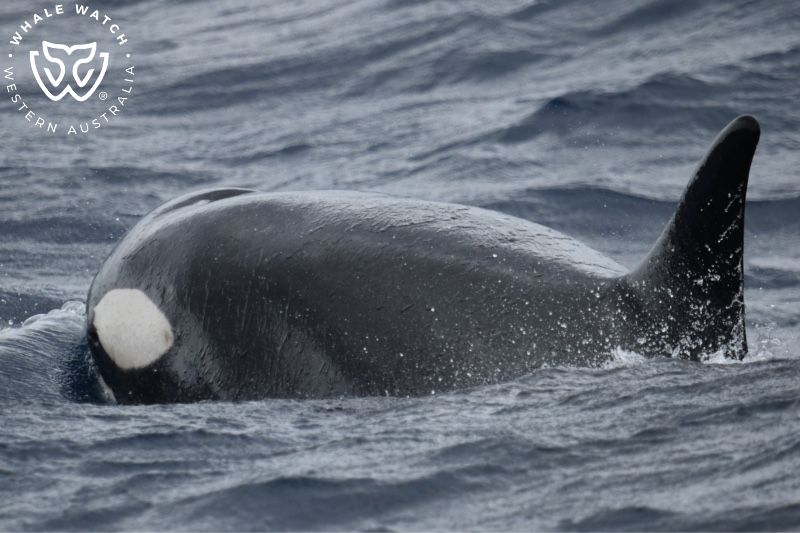 Whale Watch Western Australia