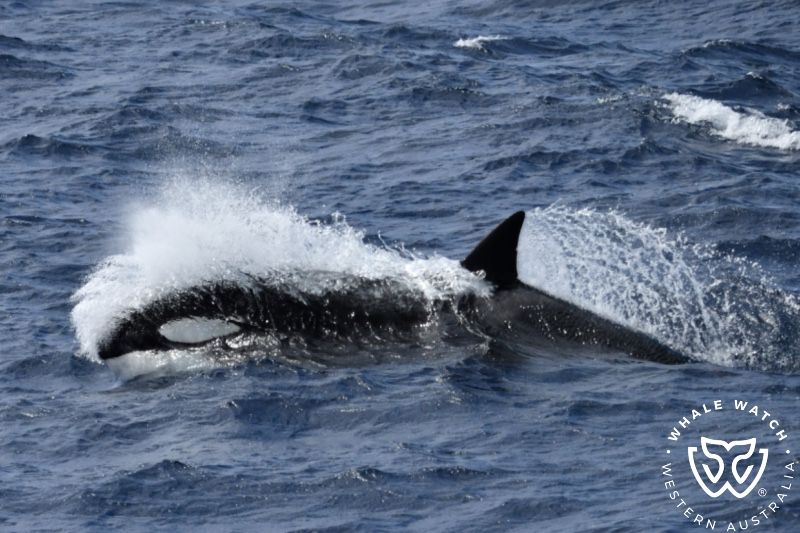 Whale Watch Western Australia