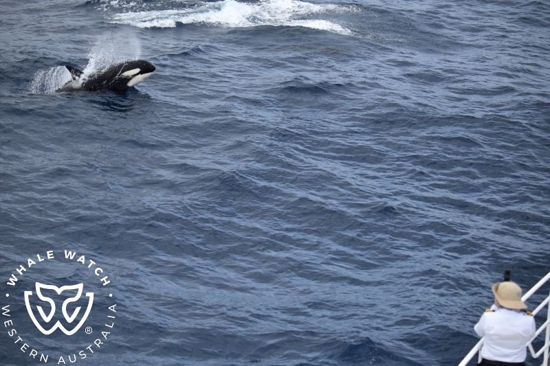Whale Watch Western Australia