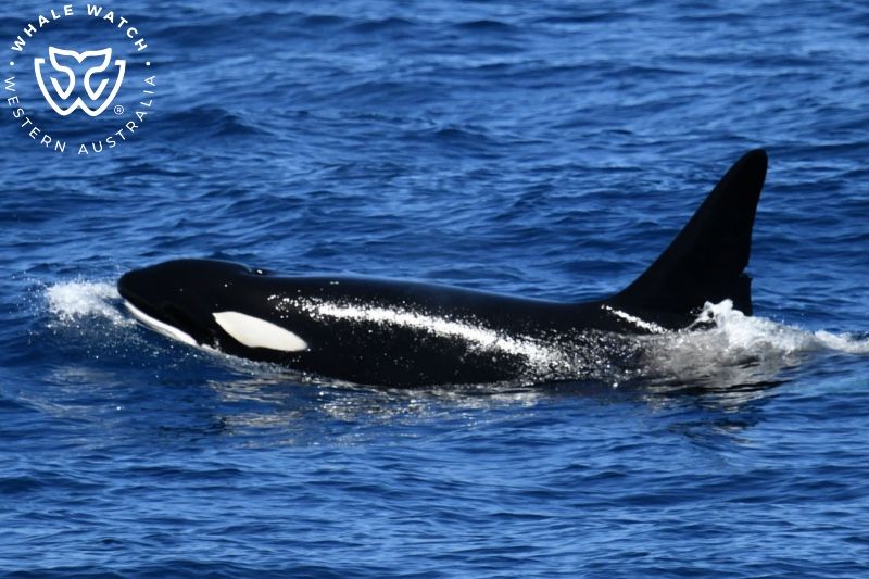 Whale Watch Western Australia