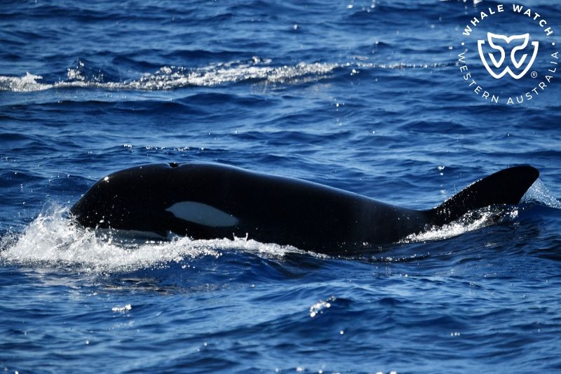 Whale Watch Western Australia