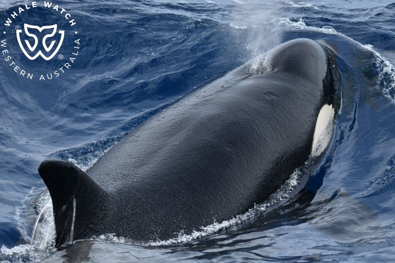 Whale Watch Western Australia