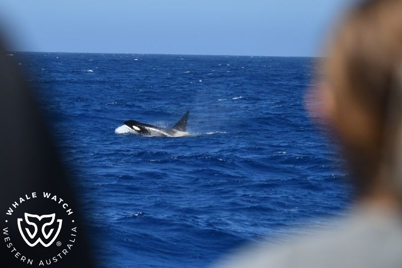 Whale Watch Western Australia