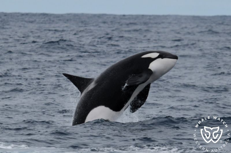 Whale Watch Western Australia
