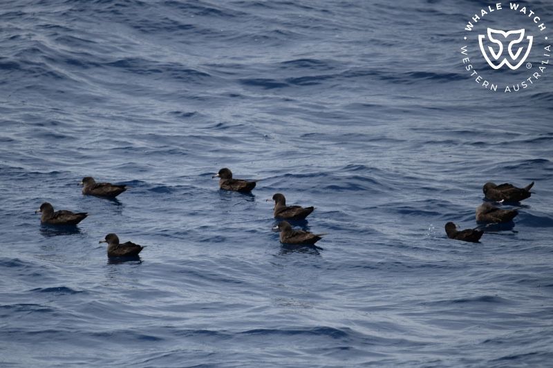 Whale Watch Western Australia