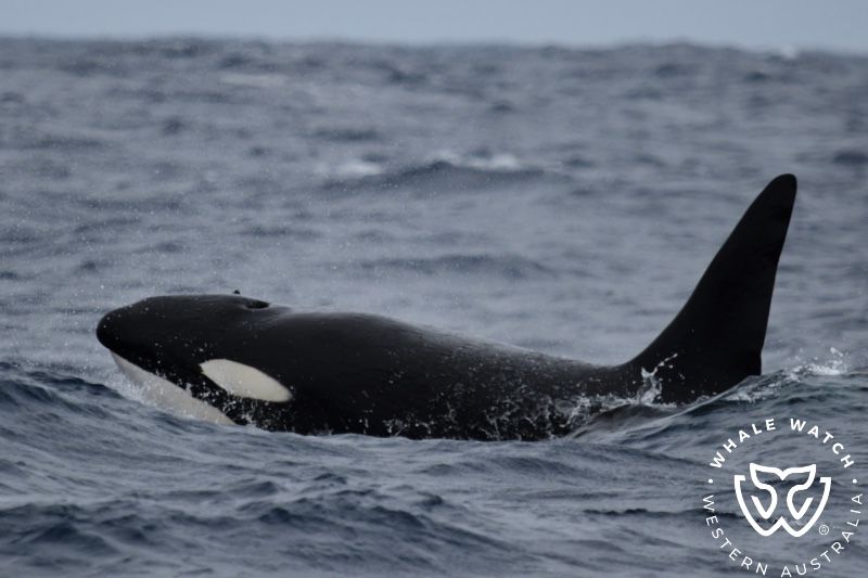 Whale Watch Western Australia