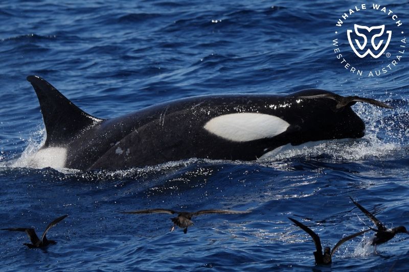 Whale Watch Western Australia