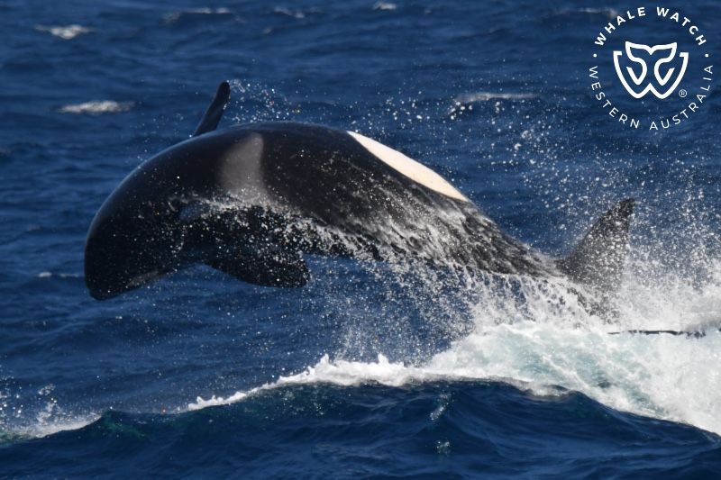 Whale Watch Western Australia
