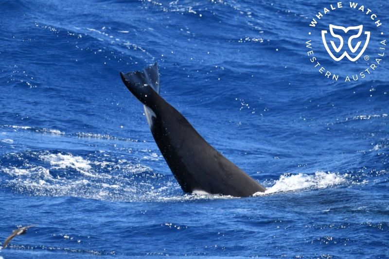 Whale Watch Western Australia